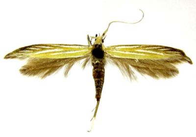 Coleophora aureliani (Căpușe, 1967)