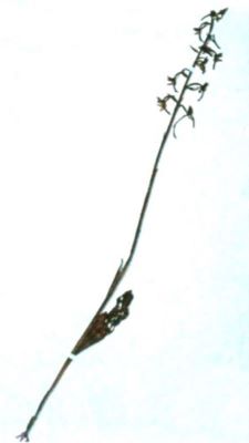 stupiniță; Plathanthera chlorantha (Cust.) (Richb., 1828)