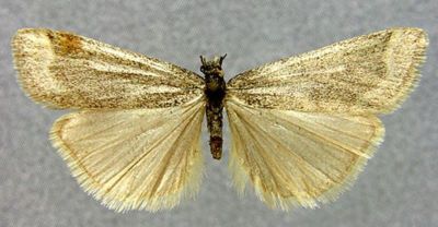 Cremnophila pyraustella (Zerny, 1914)