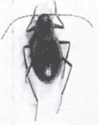 Pholeuon knirschi sebani (Ieniștea, 1955), ord. Coleoptera, fam. Silphidae