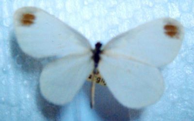 Leptidea morsei (Fenton, 1881) ssp.major (Grund, 1905)