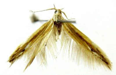 Coleophora unistriella (Caradja, 1920)
