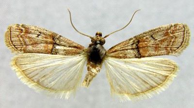 Salebria numidella var. saturatella (Caradja, 1910)