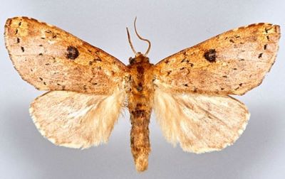 Alenophalera variegata ab. punctata (M. Gaede, 1928)