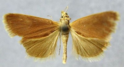 Tegostoma moeschleri var. tanchreale (Caradja, 1916)