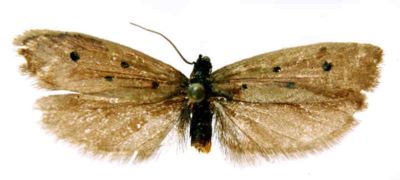 Ethmia nigrimaculata (Sattler, 1967)