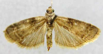 salebria taishanensis; Salebria roseostriella (Caradja, 1939)