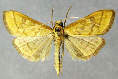 Pyrausta flaviculalis (Caradja, 1916)