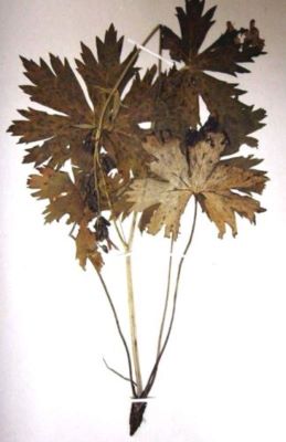 omag; Aconitum toxicum (Rchb.)