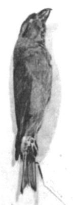 Loxia curvirostra curvirostra (Linnaeus, 1758)