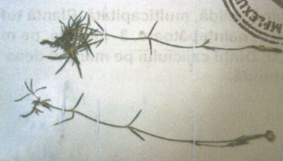 garofiță; Dianthus petraeus (Waldst. et Kit.), ssp. spiculifolius (Schur) (Ciocârlan)
