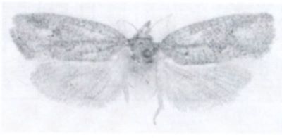 Pilanophora hedemanni (Walsingham. 1897)