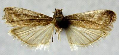 Heterographis exiguella (Caradja, 1926)