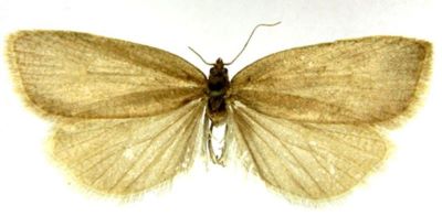tortrix viburnana altaica; Tortrix viburnana var. altaica (Caradja, 1916)