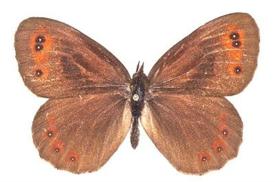 Erebia aethiops mesorubria (Popescu-Gorj, 1955)