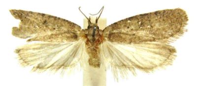 Depressaria sutschanella (Caradja, 1926)