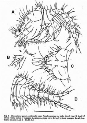 Nannastacidae gamoi occidentalis (Petrescu, 2001)