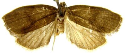 tortrix aerosana f. sajana; Tortrix aerosana (Lederer) f. sajana (Caradja, 1938)
