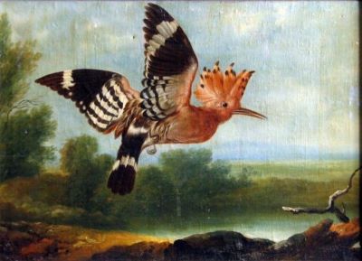 pictură - Hamilton (manieră); Pupăză zburând