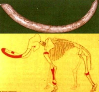 mamut; Mammuthus trogontherii (Pohlig, 1885)