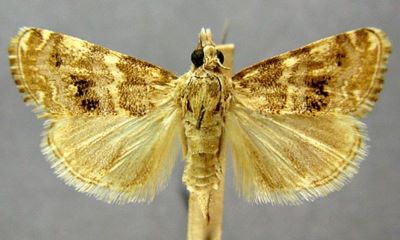 Stiphrometasia petryi (Amsel, 1935)