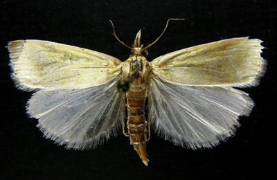 Crambus aureliellus ab. korbi (Caradja, 1910)