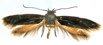Scythris taurella (Caradja, 1920)