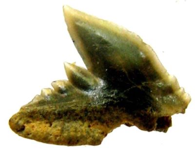 rechin; Physogaleus Secundus (Winkler, 1874)