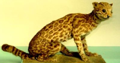 margay; Leopardus wiedi (Schinz, 1821)