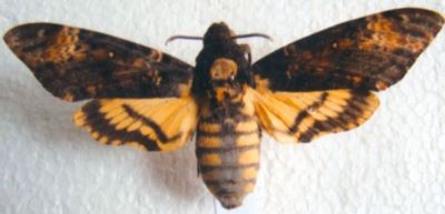 Acherontia atropos (Linnaeus, 1758)