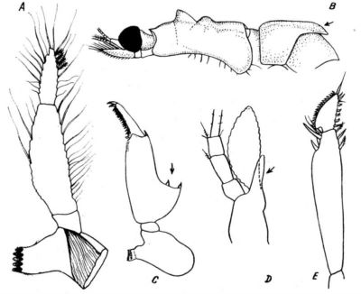 Pseudomma californica (Băcescu & Gleye, 1980)
