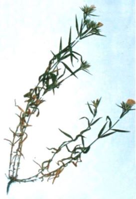 garofiță; Dianthus collinus ssp. Glabriusculus (W. et K., 1802)