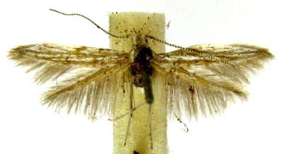 Coleophora calcariella (Chretien, 1901)