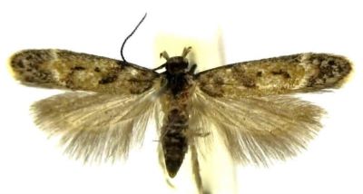 Caryocolum blandelloides (Karsholt, 1981)