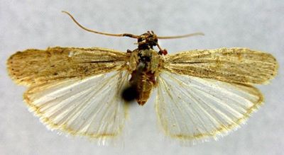 Phycita gilvibasella (Ragonot, 1916)