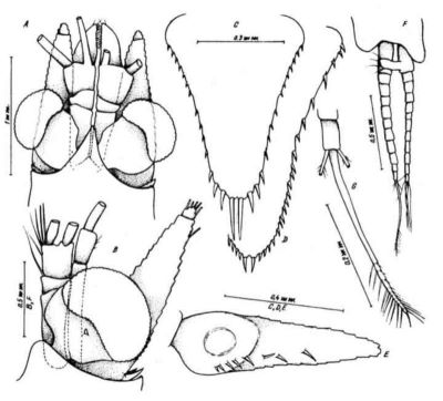 Mysidopsis onofrensis (Băcescu & Gleye, 1979)