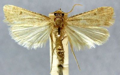 Pyralis obsoletalis palaestinensis (Amsel, 1935)