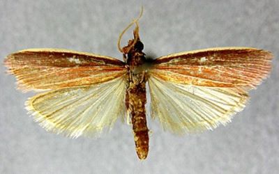 commotria taishanella; Commotria longipennis (Caradja, 1936)