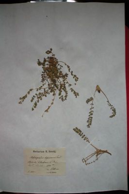 astragalus; Unghia găii; Astragalus depressus L.