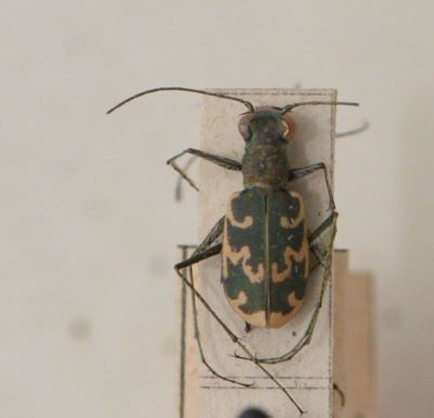 gândac repede; Cylindera (Eugrapha) arenaria (Fuessly, 1775)