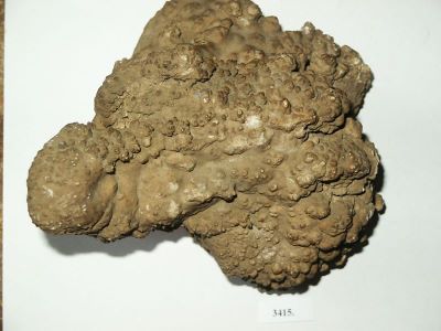 Calcar; rocă sedimentară