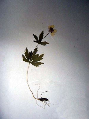 gălbenele de munte; Ranunculus carpaticus; Herb. 1836