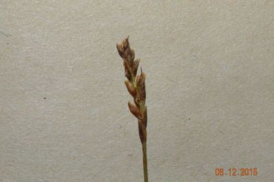 Kobresia mysoroides (Vill.) Fiori