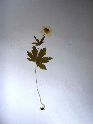 gălbenele de munte; Ranunculus carpaticus Herb., 1836