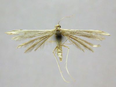 Pterophorus scarodactylus var. sibiricus Caradja, 1920