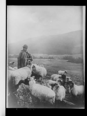 clișeu - Emil Fischer; Cioban cu fluier și turma de oi