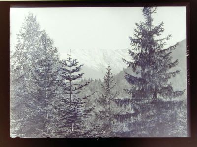 clișeu - Emil Fischer; Peisaj din Munții Făgăraș cu brazi.