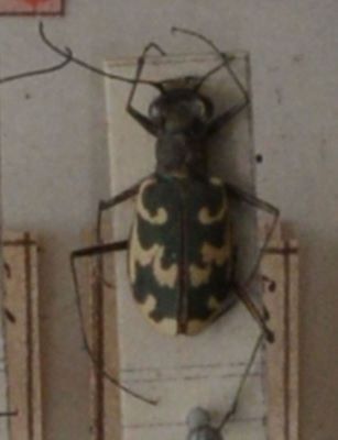 gândac repede; Cylindera (Eugrapha) arenaria viennensis (Schrank, 1781)