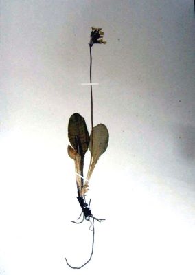 ciuboțica cucului; Primula elatior (L.) Hill. ssp. leucophylla (Pax) Harrison, 1897