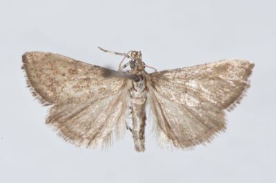 Cybalomia lutosalis nigralis Caradja, 1916